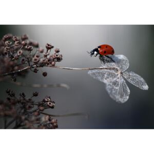 Umělecká fotografie Ladybird on hydrangea., Ellen van Deelen