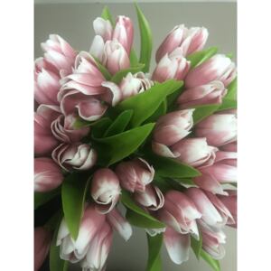 Francouzský tulipán tm. růžovo - bílý