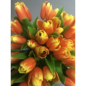 Francouzský tulipán Žluto - oranžový
