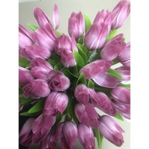 Francouzský tulipán Růžovo - Bílý