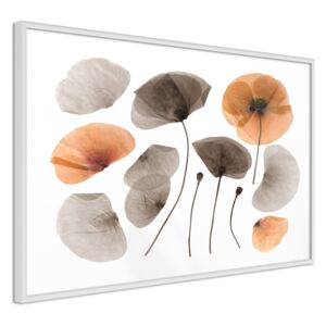 Bimago Zarámovaný obraz - Dried Poppies Bílý rám 60x40 cm
