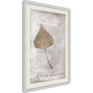 Bimago Zarámovaný obraz - Dried Leaf Bílý rám s paspartou 40x60 cm