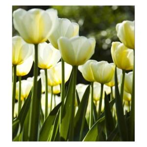 Vliesové fototapety na zeď Bílé tulipány | MS-3-0127 | 225x250 cm