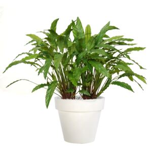 ILA Umělá rostlina Calathea Bush Lux (80cm)