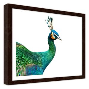 CARO Obraz v rámu - Peacock'S Head 40x30 cm Hnědá