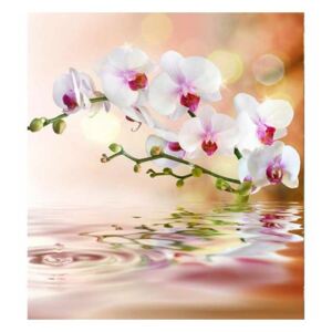Vliesové fototapety na zeď Bílá orchidej | MS-3-0147 | 225x250 cm