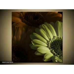 Obraz tří slunečnic - hnědá a zelená (F002526F3030)