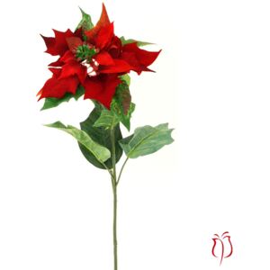 Vánoční růže, poinsécie , barva červená UKK-044