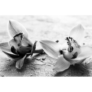 Obraz dva barevné květy orchideje v černobílém provedení