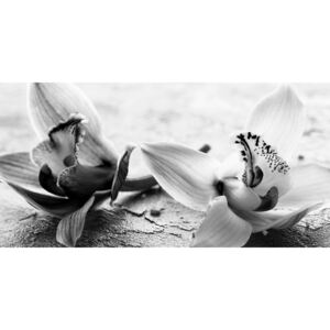Obraz květy orchideje v černobílém provedení