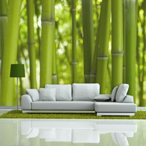 Bimago Fototapeta strom - bambus - zelený 200x154 cm