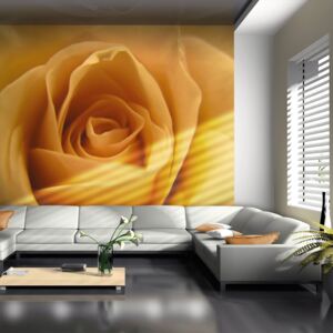 Fototapeta růže - Yellow rose – a symbol of friendship 200x154 cm