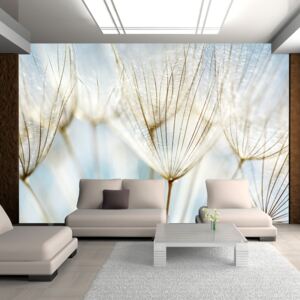 Fototapeta Bimago - Abstract dandelion flower background + lepidlo zdarma 250x193 cm