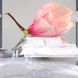 Fototapeta Bimago - A lonely magnolia flower + lepidlo zdarma 200x154 cm