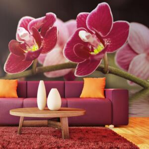 Bimago Fototapeta květiny - Beautiful orchid flowers on the water 200x154 cm
