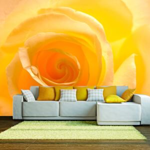 Fototapeta Bimago - Yellow rose + lepidlo zdarma 200x154 cm