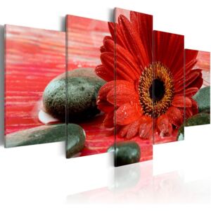Obraz na plátně - Červená gerbera 100x50 cm