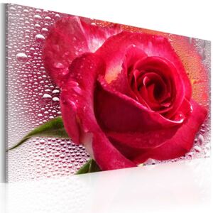 Obraz na plátně - Lady Rose 60x40 cm