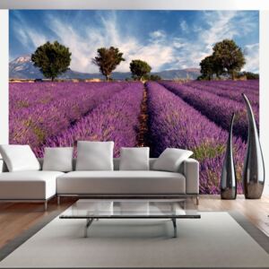 Bimago Fototapeta - Lavender field in Provence, France 250x193 cm