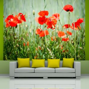 Fototapeta Bimago - Field of red poppies + lepidlo zdarma 200x154 cm