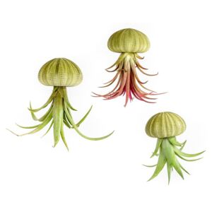 Gardners.cz Medusa GREEN s Tillandsií Tillandsie, kykatka