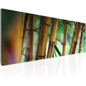 Obraz na plátně - Wild bamboos 120x40 cm