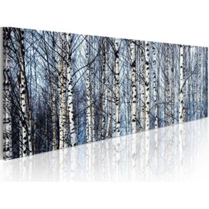 Obraz na plátně - White birches 120x40 cm