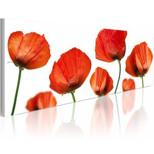 Obraz na plátně - Poppies on a white background 120x40 cm