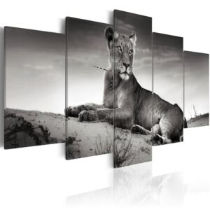 Bimago Obraz na plátně - Lvice v poušti 100x50 cm