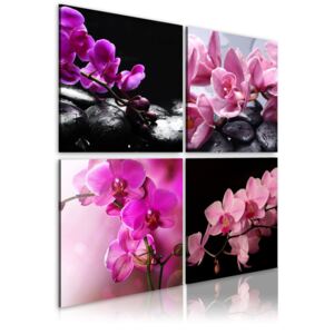 Obraz na plátně - Orchids more beautiful than ever 40x40 cm