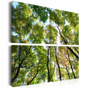 Obraz na plátně Bimago - Treetops 40x40 cm