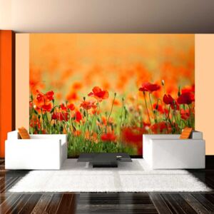 Bimago Fototapeta - Poppies in shiny summer day 200x154 cm