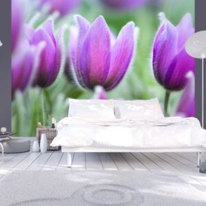Fototapeta Bimago - Purple spring tulips + lepidlo zdarma 200x154 cm