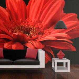 Fototapeta Bimago - Red gerbera flower + lepidlo zdarma 200x154 cm