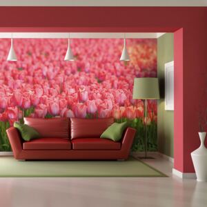 Bimago Fototapeta tulipány - Spring meadow - fresh pink tulips 200x154 cm