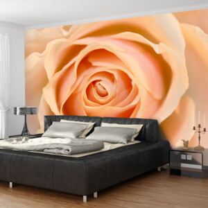 Fototapeta Bimago - Peach-colored rose + lepidlo zdarma 200x154 cm