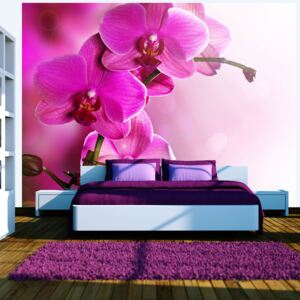 Fototapeta Bimago - Pink orchid + lepidlo zdarma 200x154 cm