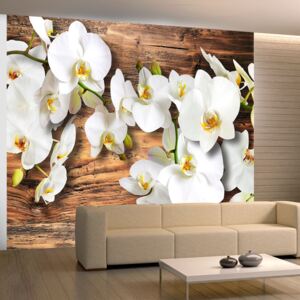 Bimago Fototapeta - Snow-white orchids 200x154 cm