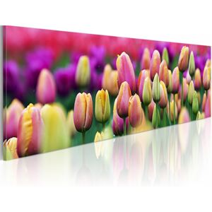 Obraz na plátně - Rainbow-hued tulips 120x40 cm