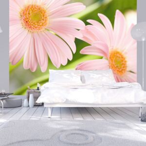 Bimago Fototapeta - Two pink gerbera daisies 250x193 cm