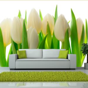 Fototapeta Bimago - White tulips + lepidlo zdarma 200x154 cm