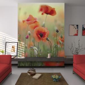 Bimago Fototapeta - The gentle charm of summer poppies 350x270 cm