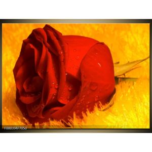 Obraz červené růže (F000394F7050)