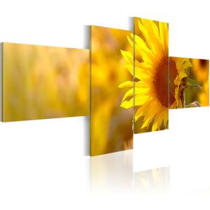 Obraz na plátně - Žlutá slunečnice 200x90