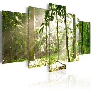 Bimago Obraz na plátně - Slunce mezi stromy 100x50 cm