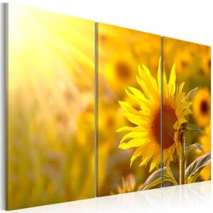 Obraz na plátně - Louka slunečnic 60x40 cm