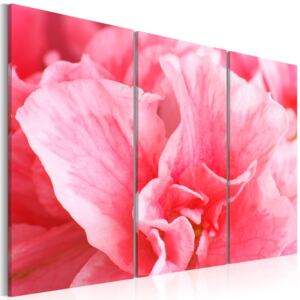 Obraz na plátně Bimago - Růžová azalka 60x40 cm