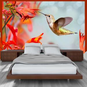 Fototapeta Bimago - Hummingbird flight + lepidlo zdarma 100x70 cm