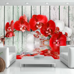 Bimago Fototapeta květiny - Ruby orchid 100x70 cm