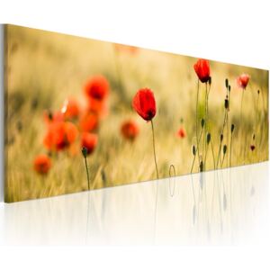 Obraz na plátně - Spring poppies meadow 120x40 cm